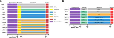 Antitumor effects of polysaccharides from Tetrastigma hemsleyanum Diels et Gilg via regulation of intestinal flora and enhancing immunomodulatory effects in vivo
